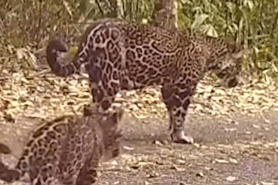 Mediante cámaras trampa se ha logrado captar la actividad de los jaguares en la selva petenera. (Foto: Captura de pantalla)