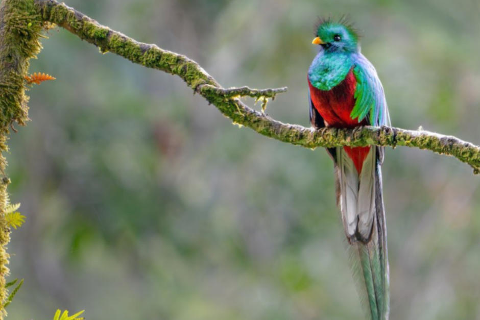 Un quetzal fue captado cuando se daba un baño. (Foto ilustrativa: Soy502)