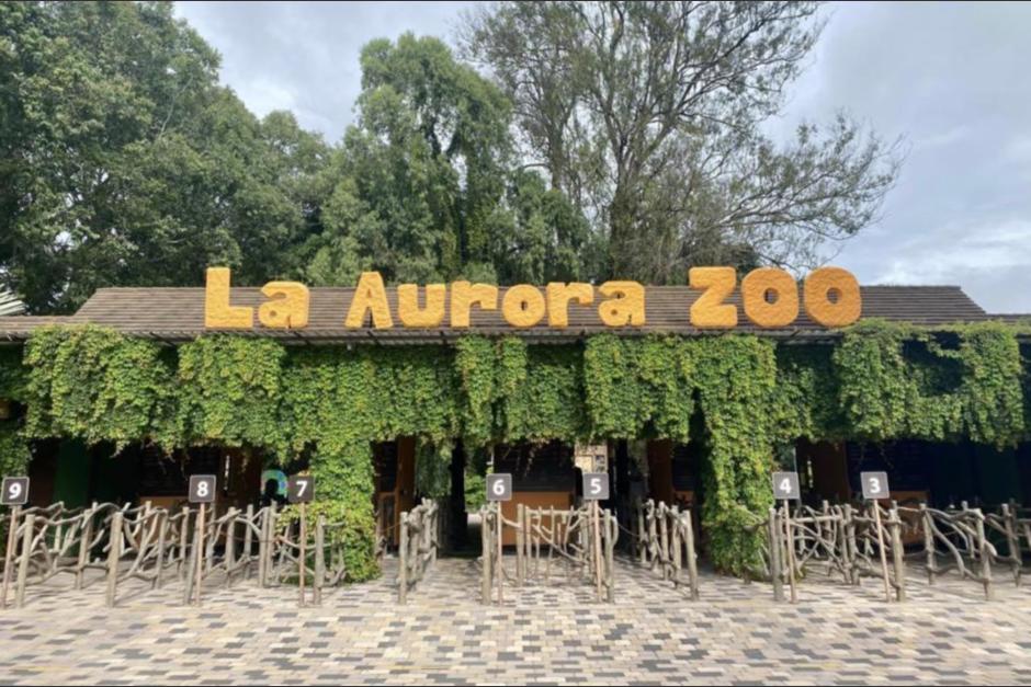 El Zoológico La Aurora presentó a sus nuevos huéspedes, emocionando a los guatemaltecos. (Foto: archivo/Soy502)
