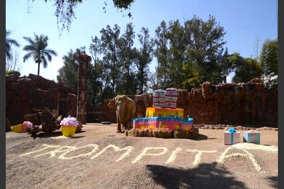 El Zoológico La Aurora invita a los guatemaltecos a unirse a la celebración de cumpleaños de Trompita. (Foto: Wilder López/Soy502)