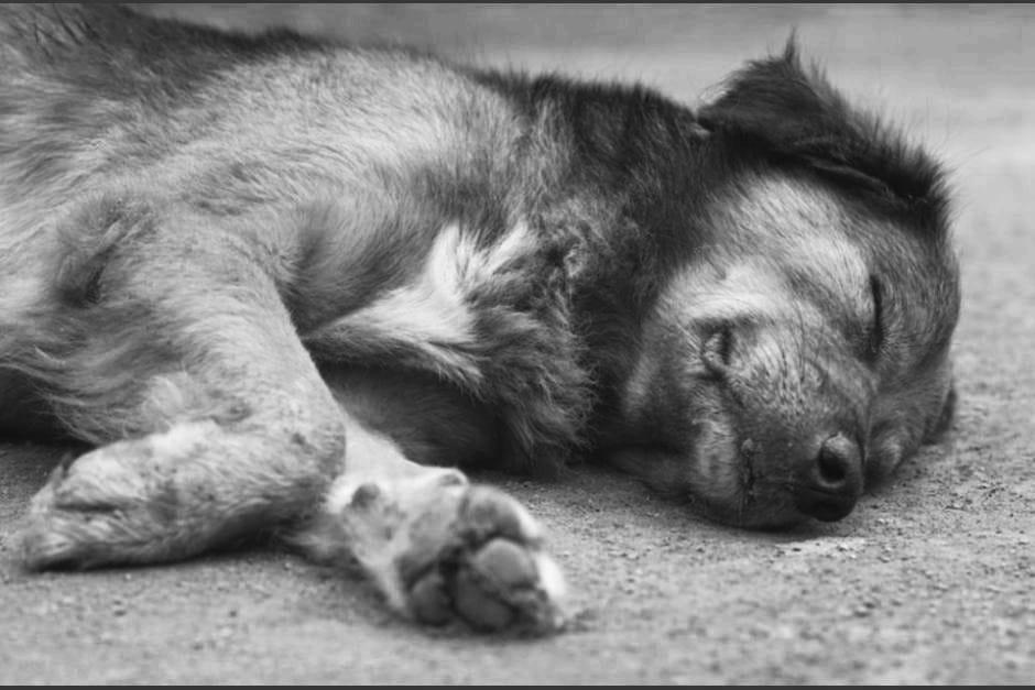 Varios perros fueron envenenados en Antigua Guatemala y así reaccionaron las autoridades. (Foto: archivo/Soy502)