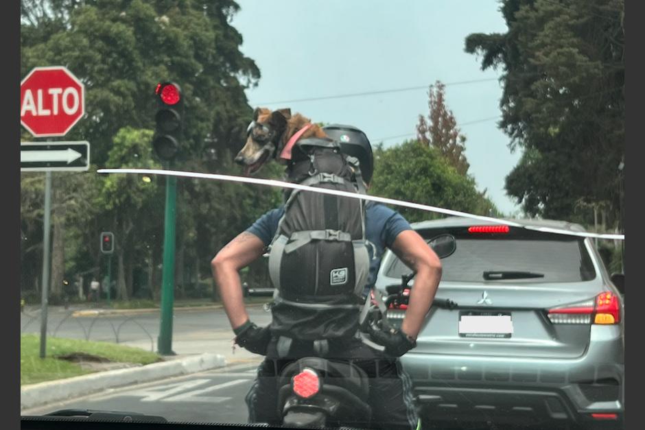 Un curioso pasajero en motocicleta llamó la atención de conductores en un sector de la ciudad. (Foto: redes sociales)