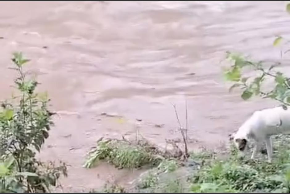 Graban el momento en que un lagarto devoró a un perro tras la crecida de un río, en Costa Rica. (Foto: captura de video)