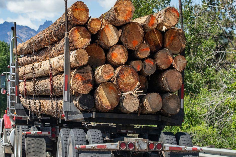 En redes sociales se alertó sobre un cargamento de madera, supuestamente procedente de Tikal. (Foto ilustrativa: Shutterstock)