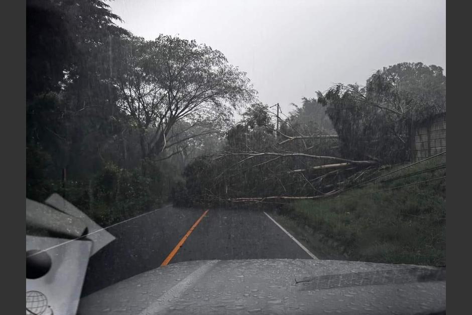 Un árbol de grandes dimensiones se desplomó en la antigua ruta hacia Amatitlán, tras las fuertes lluvias de este 2 de julio. (Foto: cortesía)