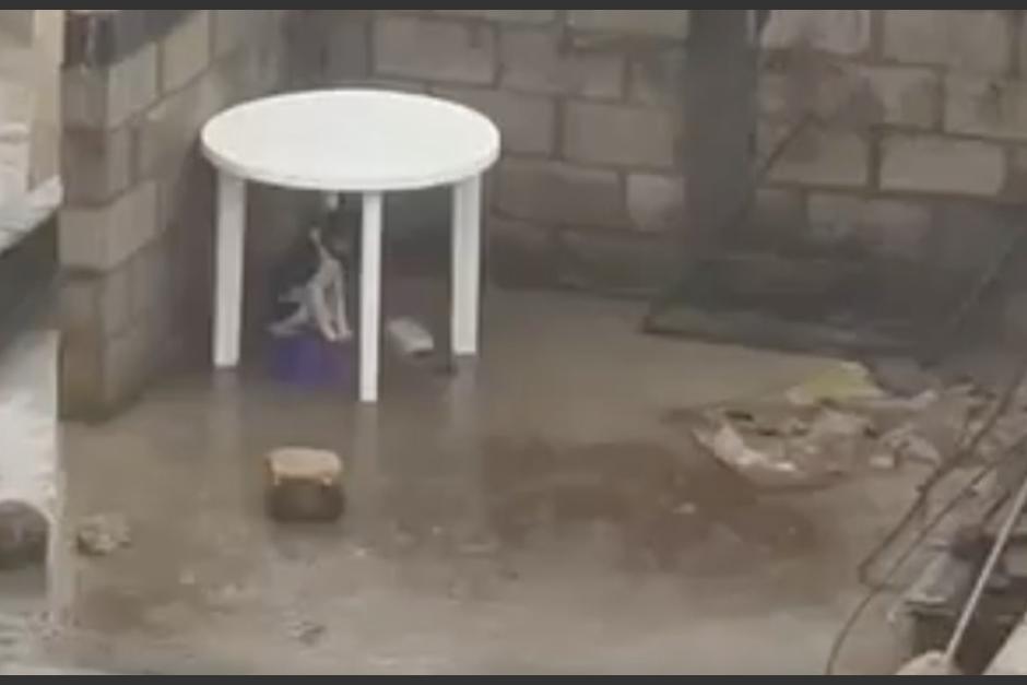Denuncian a dueños de un perro por dejarlo amarrado en la terraza y debajo de la lluvia. (Foto: captura de pantalla)&nbsp;