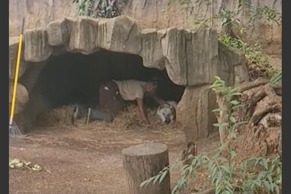 Cuidadora de lobos del zoológico La Aurora se hace viral en redes sociales. (Foto: captura de pantalla)&nbsp;