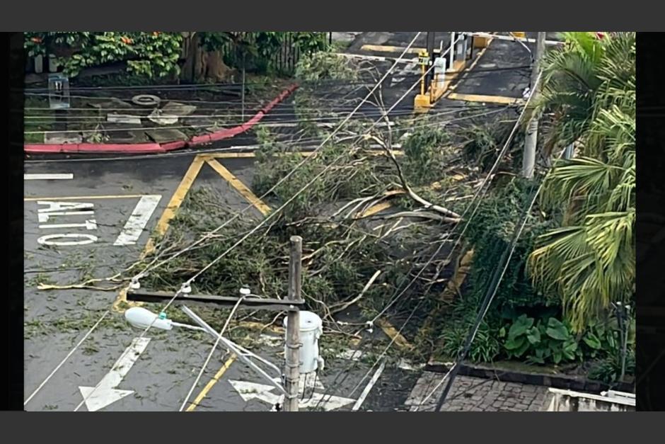 La caída del árbol afectó el servicio eléctrico en la zona 15. (Foto PMT Guatemala/Soy502)