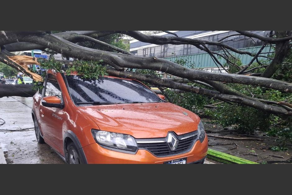 Un árbol de grandes dimensiones cayó sobre cinco vehículos en la zona 9 capitalina. (Foto:Bomberos Municipales)