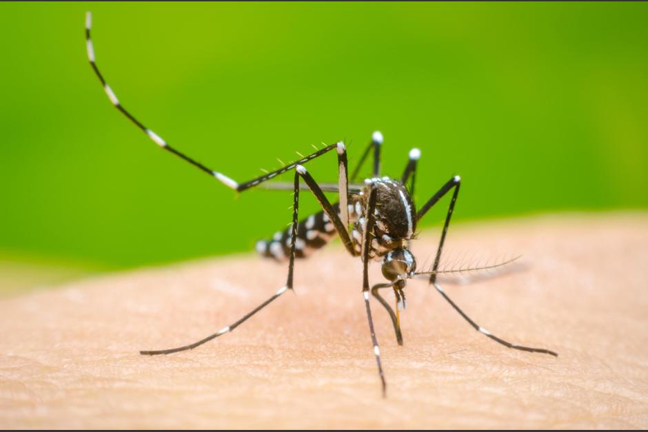 Los casos de dengue en Guatemala han estado en incremento. Toma nota para disminuir la propagaciÃ³n. (Foto: MedlinePlus)