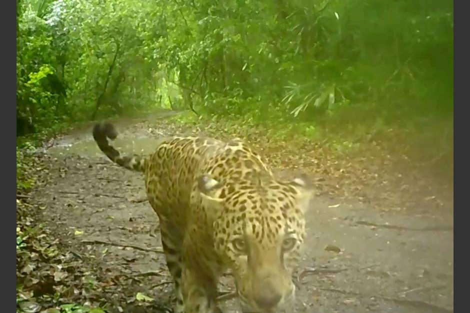 Mediante cámaras automatizadas se ha logrado captar la actividad de los felinos en la selva petenera. (Foto: Captura de pantalla)