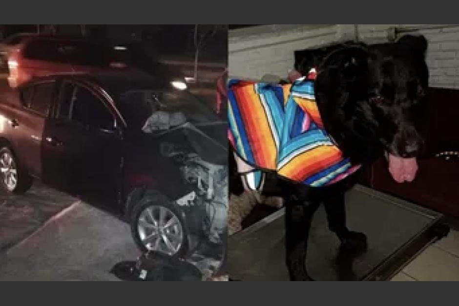 El perro que permaneció al lado de su amo fallecido, tras un accidente de tránsito en la ciudad de México. (Foto: Milenio.com)
