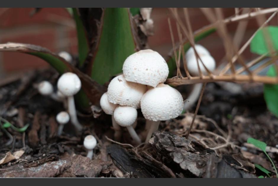Existe riesgo de hongos tóxicos debido a las lluvias.&nbsp;(Foto: Ilustrativa Shutterstok)
