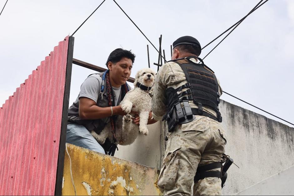 Indignación por hombre acusado de cometer abusos en contra de dos perritos en la zona 7. (Foto: MAGA)