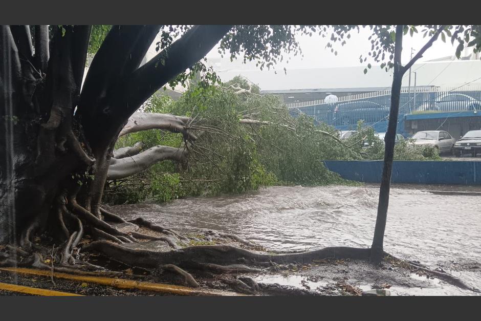 Un árbol de grandes dimensiones cayó en la zona 5 capitalina y obstruye el paso. (Foto: Muni Guate)