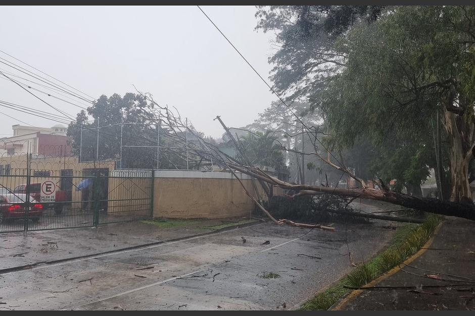 Un árbol de grandes proporciones se desplomó en el bulevar La Asunción tras las fuertes lluvias. (Foto: X/Henzer21)