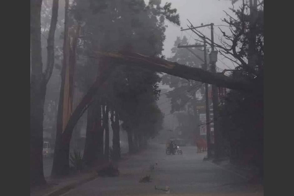 Un árbol de grandes dimensiones cayó en el bulevar Acatán, en la zona 16 de la capital. (Foto: Clima Guatemala)