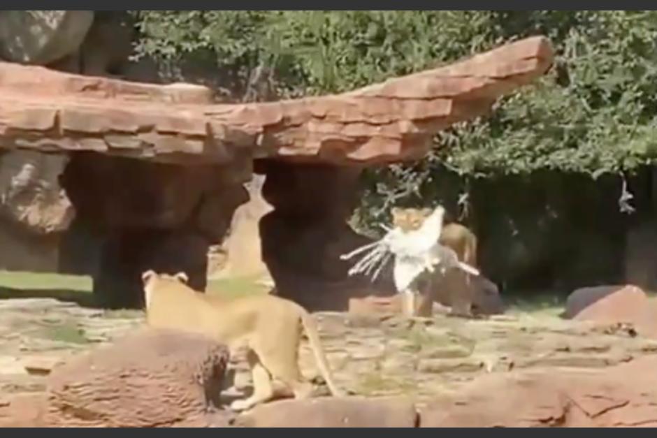 Una leona cazó a un pavo real frente a la mirada del público en el zoológico La Aurora. (Foto: CGT)