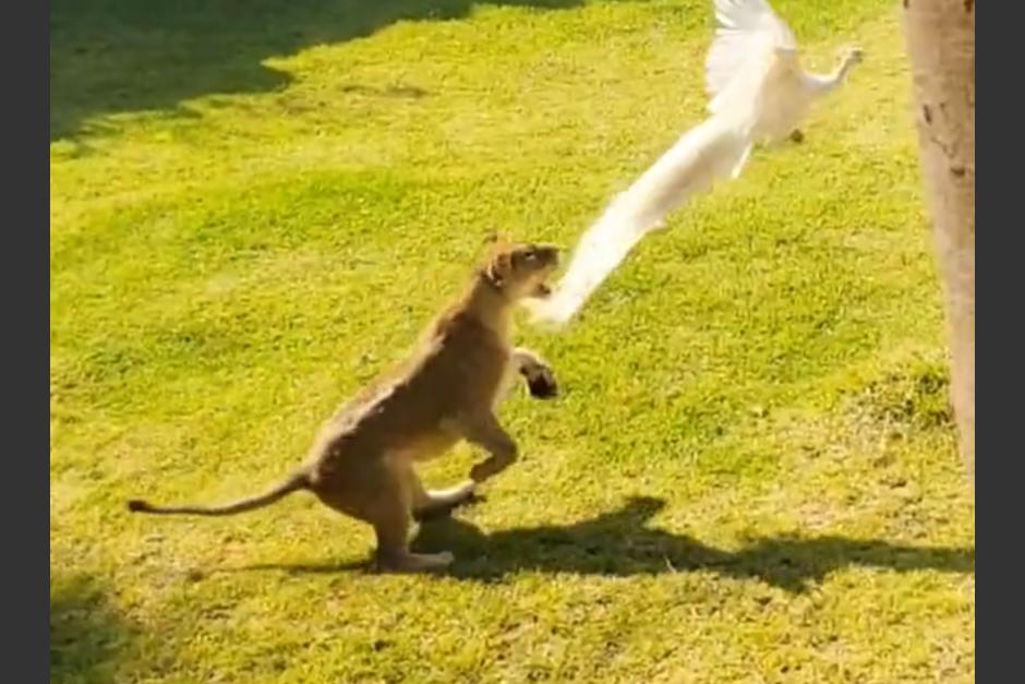 Un nuevo video mostró desde otro ángulo el momento que un león cazó un pavo real en el Zoológico La Aurora. (Foto: redes sociales)&nbsp;