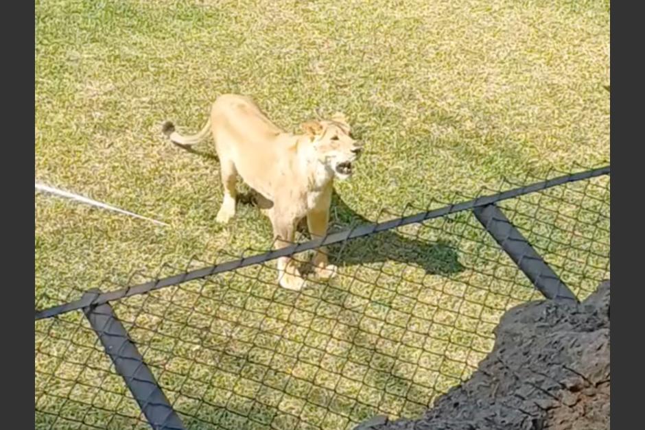 Un nuevo video de la leona que cazó un pavo en el Zoológico La Aurora fue publicado en redes sociales. (Foto: captura de pantalla)&nbsp;