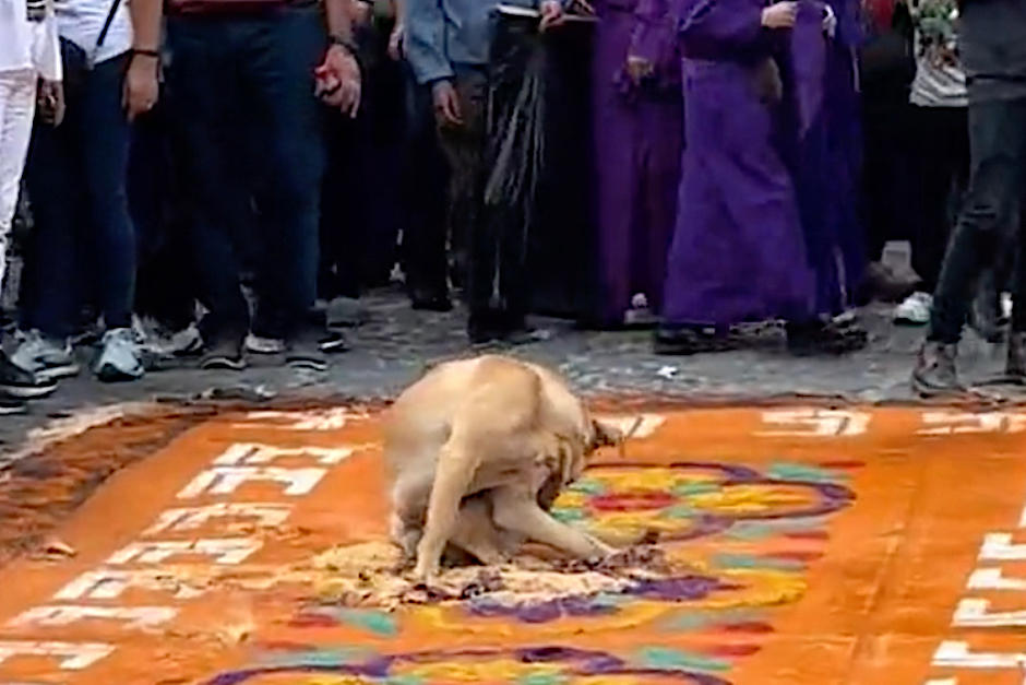 Un perro llamó la atención por pasar en plena alfombra. (Foto: Oficial)