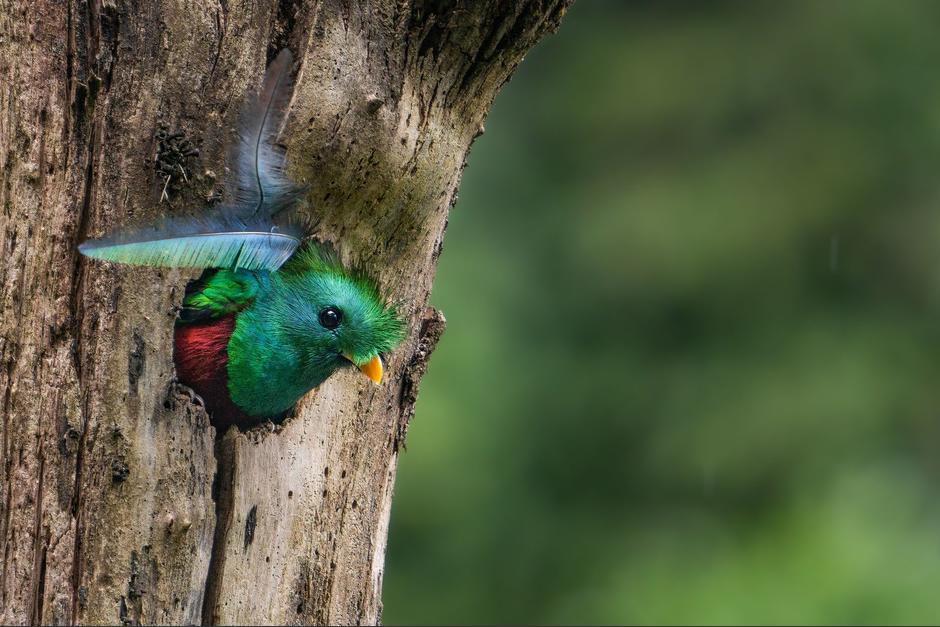 Una cría de quetzal fue captada mientras practicaba su primer vuelo antes de dejar el nido. (Foto ilustrativa: Archivo/Andrés Novales)