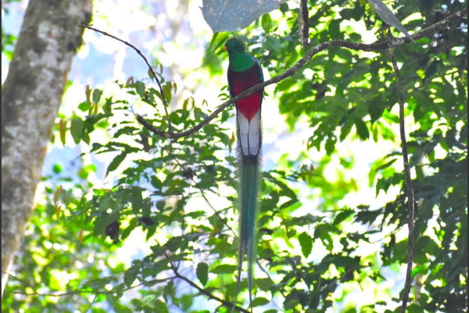 El ave fue vista por varias personas cuando se lanzaba hacia un riachuelo para refrescarse. (Foto: Fredy Hernández/Soy502)