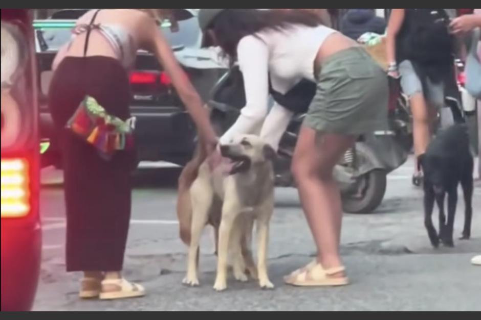 Dos turistas buscaban ayudar a dos perros de la calle, sin imaginar lo que realmente estaba pasando. (Foto: captura de video)