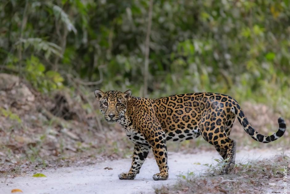 Daniel Núñez y Andrés Novales pasaron 8 días dentro de la selva maya en busca del retrato de un jaguar. (Foto: Daniel Núñez)&nbsp;