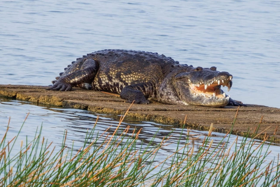 Un cocodrilo en el Lago de Petén Itzá atacó a un guatemalteco que se daba un "chapuzón". (Foto ilustrativa: Lukas García)