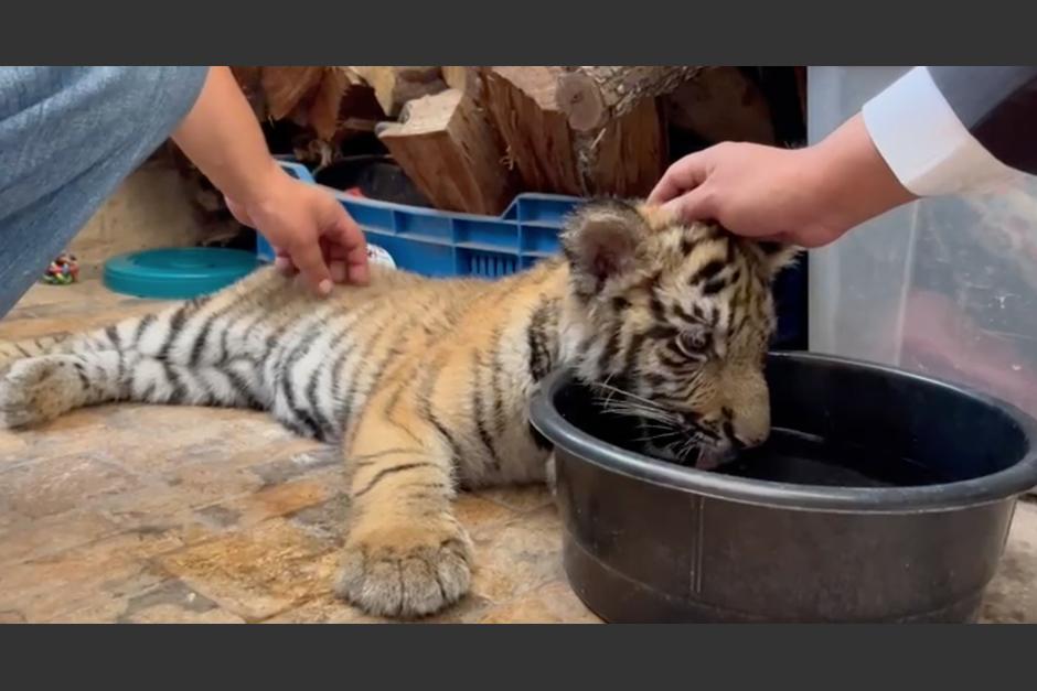 El ejemplar de tigre hembra de 4 meses fue rescatado de una casa en la colonia Monte María Sur, tras denuncias de vecinos. (Foto: cortesía/Conap)&nbsp;