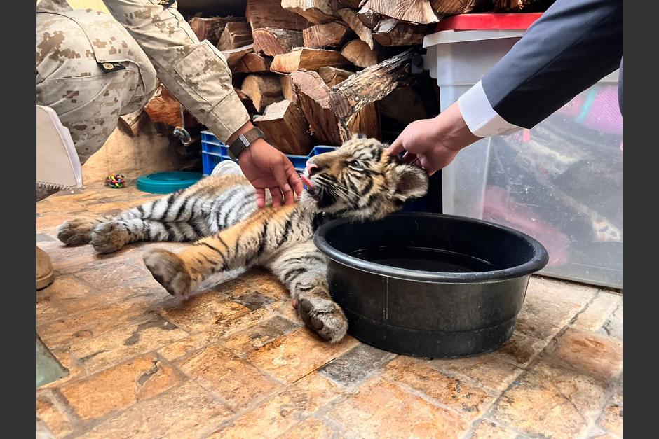Un tigre de bengala hembra fue rescatado esta mañana de lunes 27 de mayo en una vivienda de la colonia Monte María.&nbsp; (Foto: cortesía/Conap)