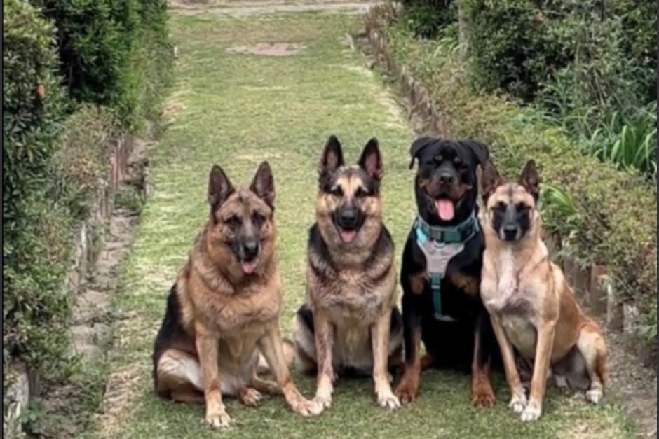 Los "perros actores" guatemaltecos saldrán en una película de Hollywood. (Fotos: Facebook)