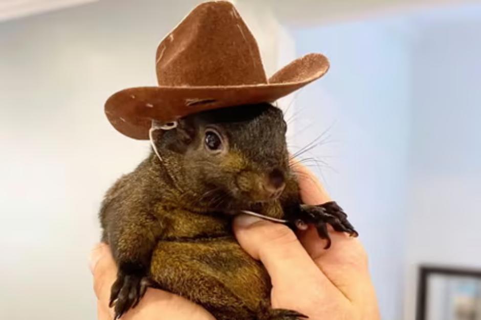 Su cuidador ya se ha pronunciado respecto de la muerte de "Peanut" y "Fred". (Foto: Captura de pantalla/ TikTok / Mark Longo)