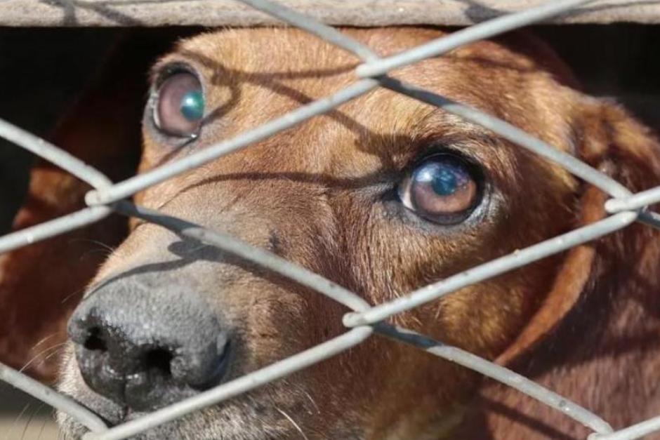 Contra la gestión de la ahora exdirectora de Bienestar Animal pesaban varios señalamientos. (Foto: Archivo/Soy502)