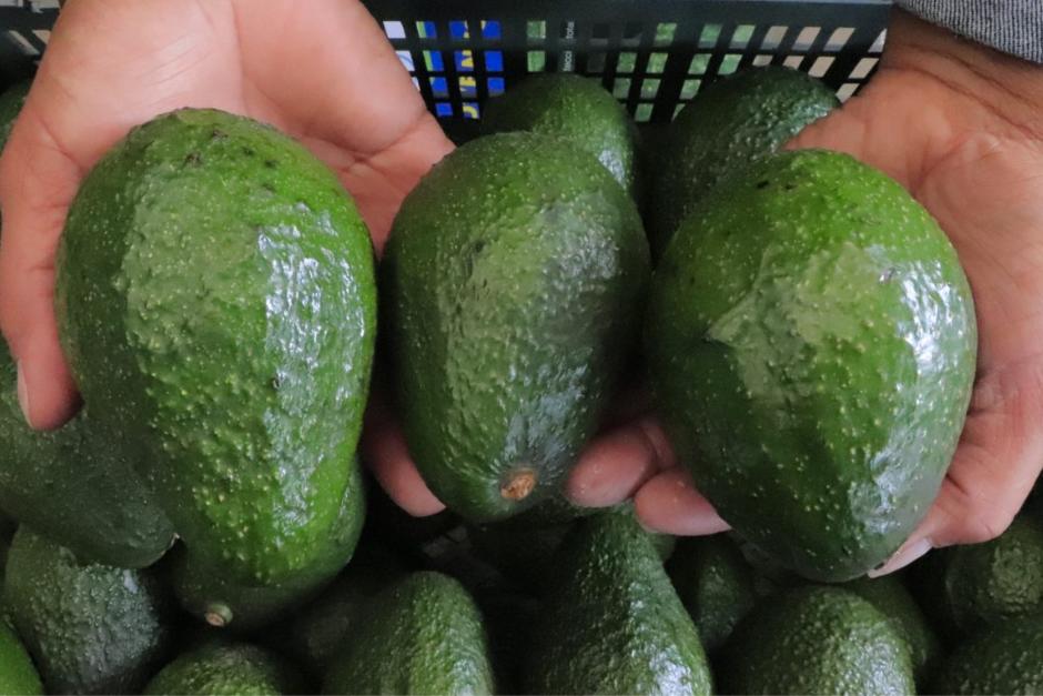 Guatemala entrará a competir con México, el principal proveedor de aguacates para EE. UU. (Foto: MAGA)