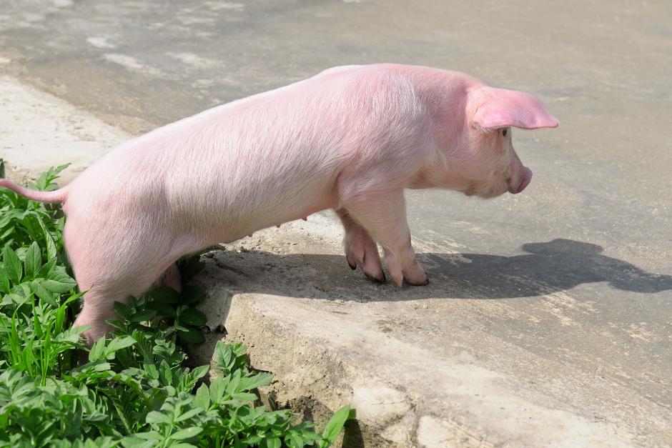 Aún se desconoce cómo los cerdos llegaron al Periférico o a quién pertenecen. (Foto Ilustrativa: Canva)