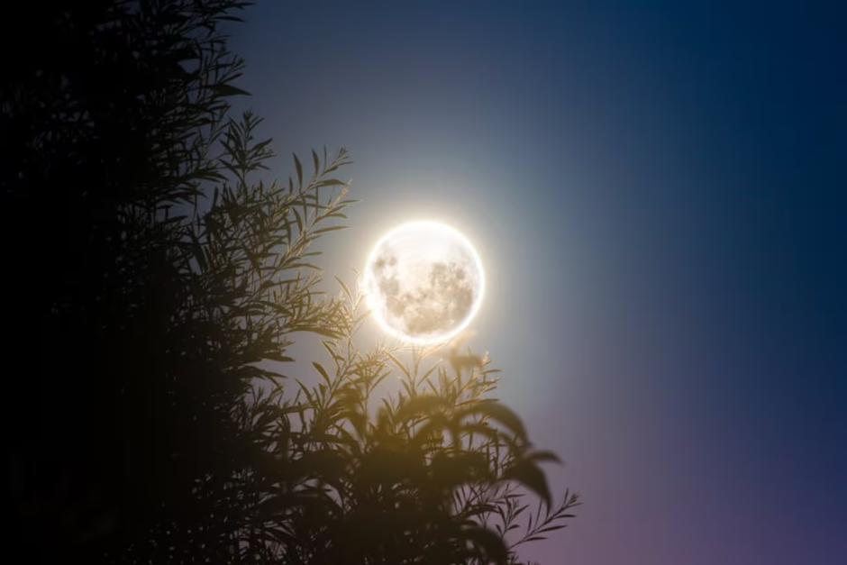 La "luna de castor" tiene un significado especial en la naturaleza, pues simboliza la preparación para el invierno. (Foto:&nbsp;Pexels)&nbsp;