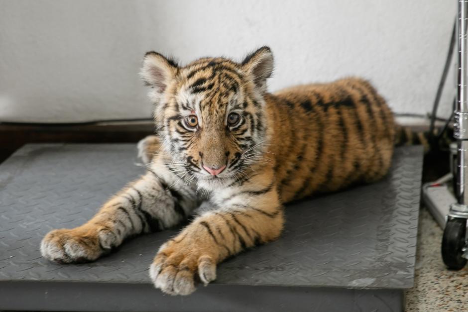 En mayo pasado trascendió el caso de tres tigres de bengala que permanecían en cautiverio, en una casa de Villa Nueva. (Foto: Conap)