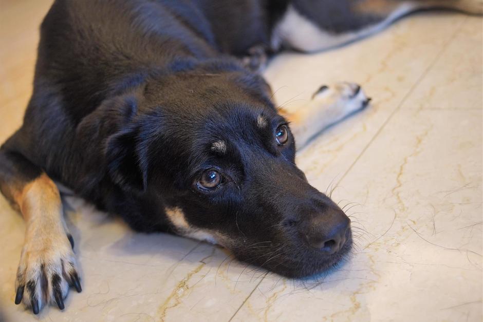 El perrito caminaba por la calle cuando fue arrollado por el vehículo policial. (Foto: Shutterstock)