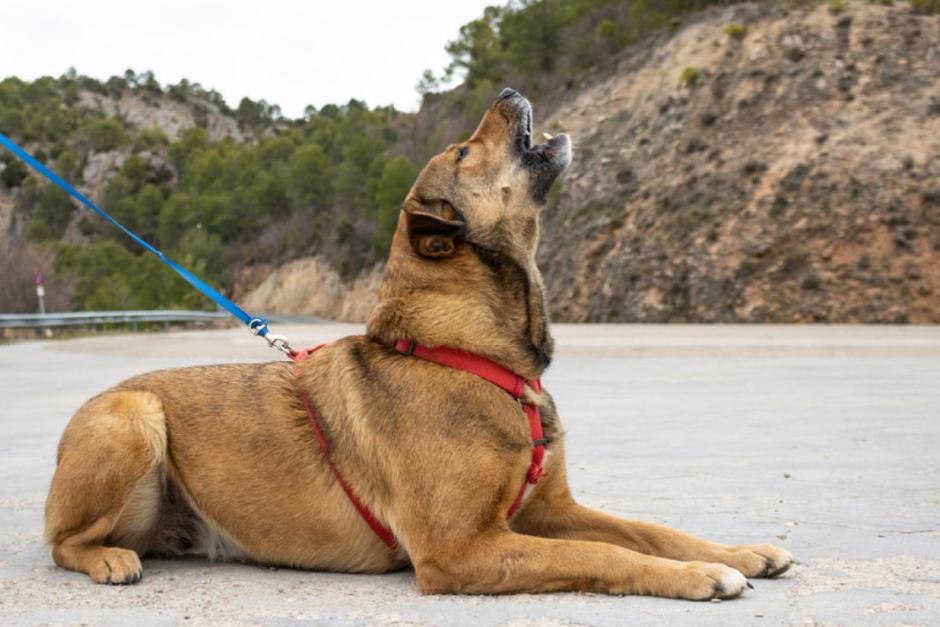 Cuando alguien fallece, los perros no solo sienten la falta de esa persona, sino también el dolor y la tristeza que afectan a quienes están cerca. (Foto: Tiendanimal)