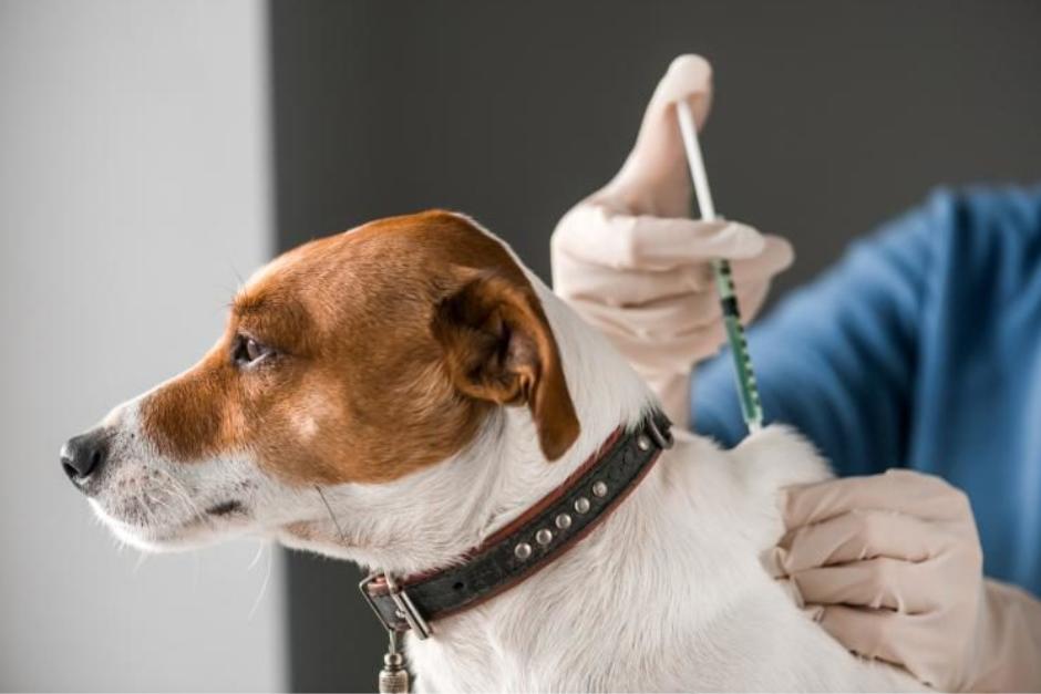 Lleva a tu mascota al centro de salud más cercano para vacunarla contra la rabia, del 6 al 31 de octubre de 2024. (Foto: Zooplus)