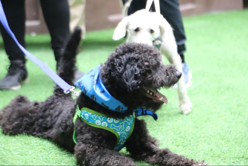 Mediante una nueva ley se pretende sancionar con prisión a quienes maltraten a las mascotas. (Foto: Congreso)