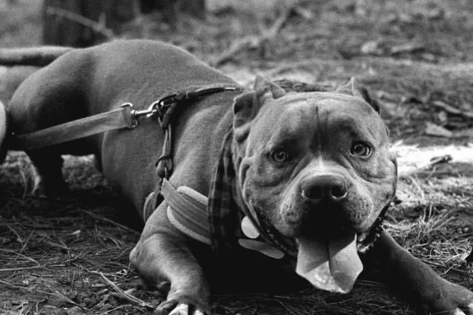 Terry a pesar de ser apuñalado más de 7 veces no mordió a su atacante, pues no era un perro agresivo y por ello no se defendió. (Foto: Instagram)