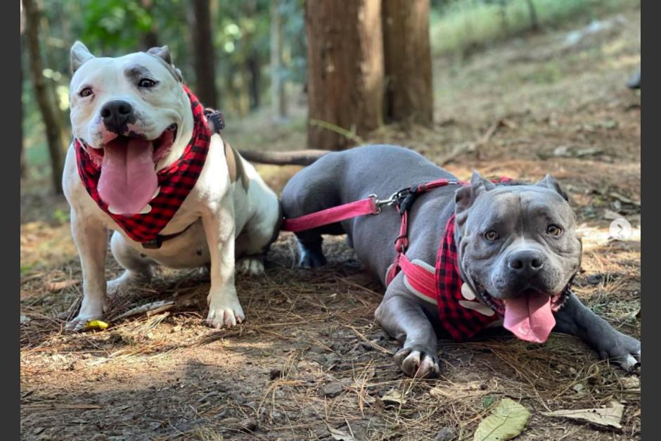 Terry murió luego de ser apuñalado por una vecina. (Foto: Instagram)