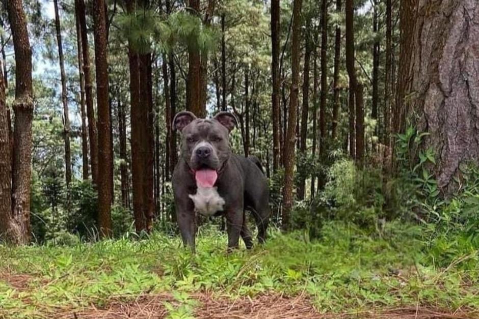 El MAGA investiga el caso del perro llamado Terry, que fue apuñalado por una mujer. (Foto: MAGA)