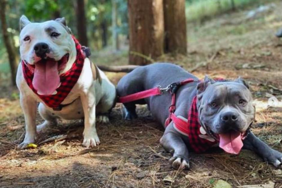 Por el caso violento del perrito Terry el MAGA hace un llamado a tomar medidas correctas para denunciar este tipo de maltrato y crueldad animal. (Foto: Archivo/Soy502)