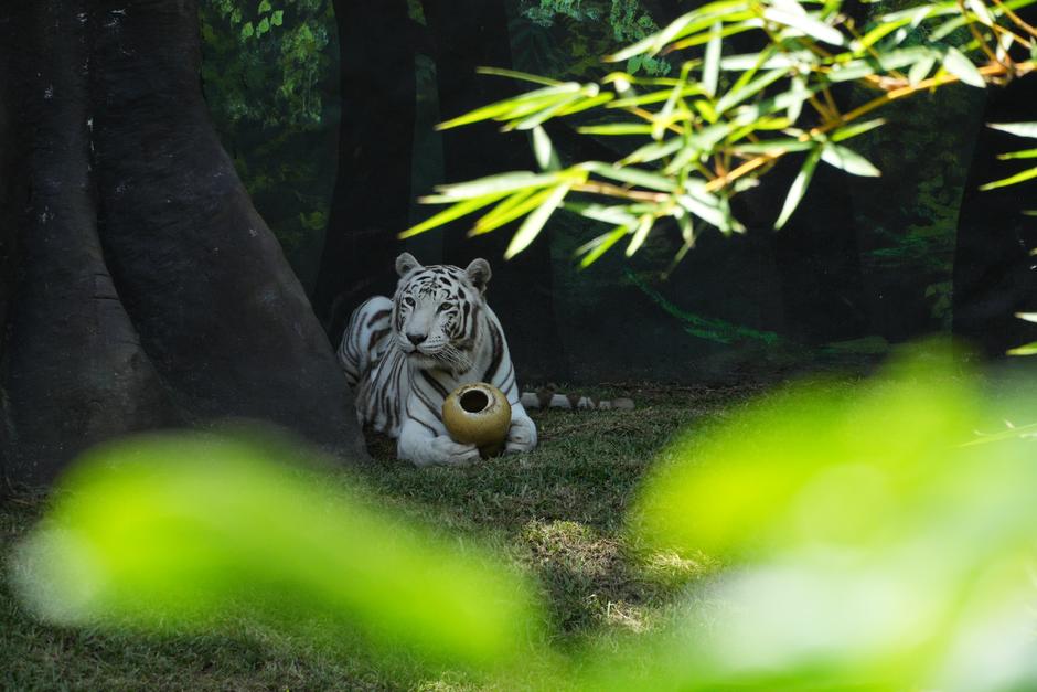 El reciento de los Tigres Bengala fue renovado en el Zoológico La Aurora. (Foto: Wilder López/Soy502)