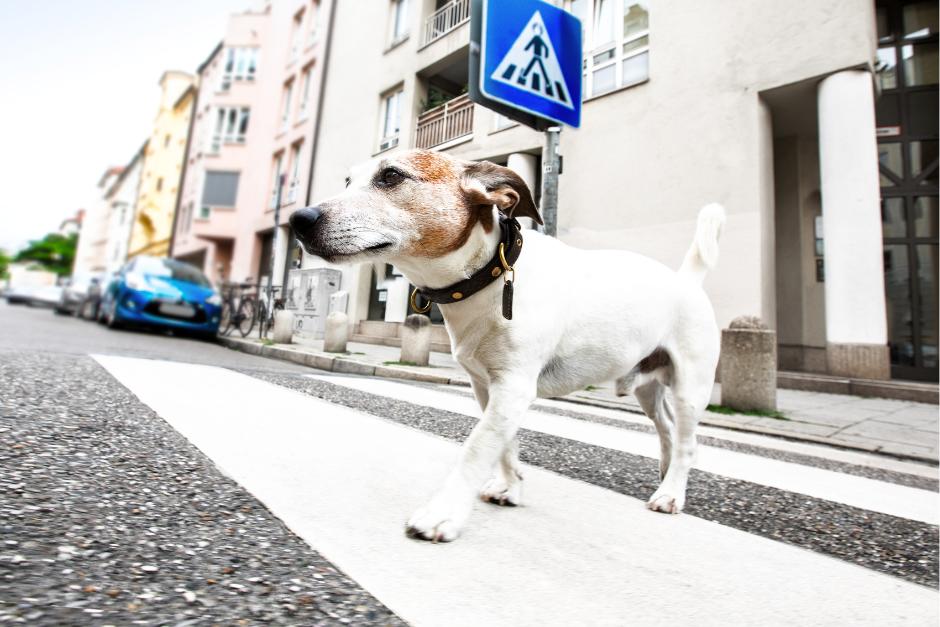 El noble gesto de un agente de PMT con un perro de la calle. (Foto: Ilustrativa Shutterstok)