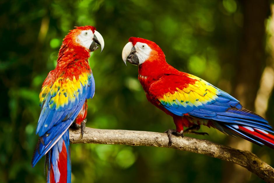 Liberan guacamayas rojas en peligro de extinción en Guatemala (Foto: Ilustrativa Shutterstok)